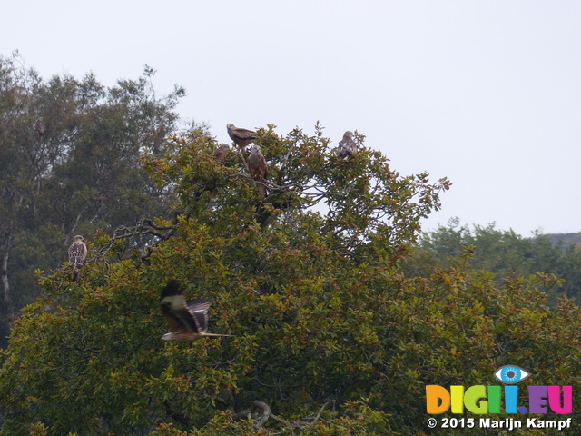 FZ022096 Red kites (Milvus milvus) in tree